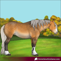 Horse Color:Silver Buckskin 