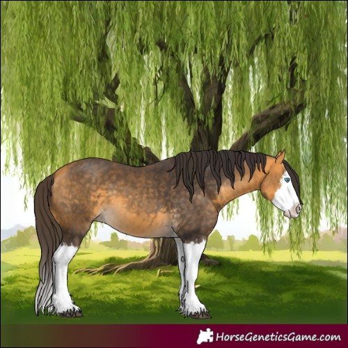 Horse Color:Buckskin Splash  and Buckskin Splash 
