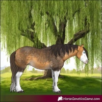 Horse Color:Buckskin Splash  and Buckskin Splash 