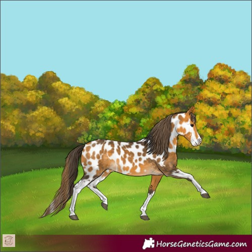 Horse Color:Buckskin Splash and Buckskin Splash Appaloosa