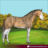 Horse Color:Buckskin Splash  and Sable Cream Champagne Splash 
