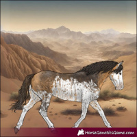Horse Color:Buckskin Splash  and Buckskin Splash 