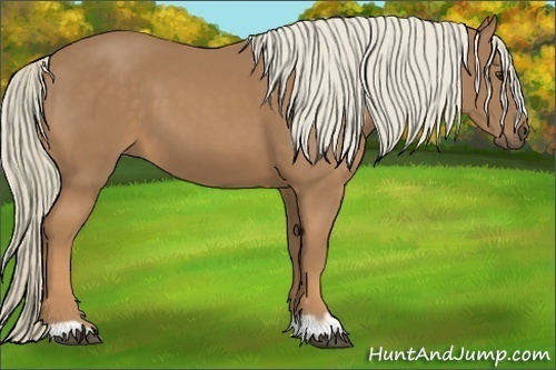 Horse Color:Palomino 