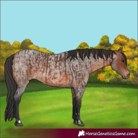 Horse Color:Brown Rabicano  and Brown Roan Rabicano 