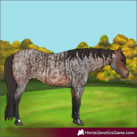 Horse Color:Brown Rabicano  and Brown Roan Rabicano 