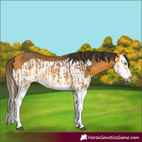 Horse Color:Buckskin Splash  and Buckskin Splash Frame 