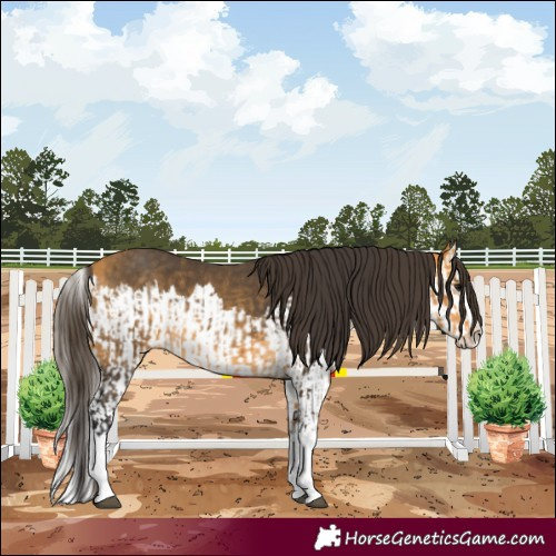 Horse Color:Buckskin Splash and Buckskin Splash
