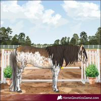 Horse Color:Buckskin Splash and Buckskin Splash