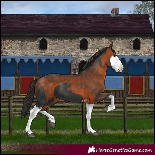 Horse Color:Black Splash  and Brown Splash 