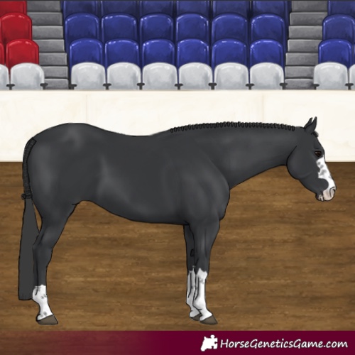 Horse Color:Black 