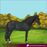 Horse Color:Black 