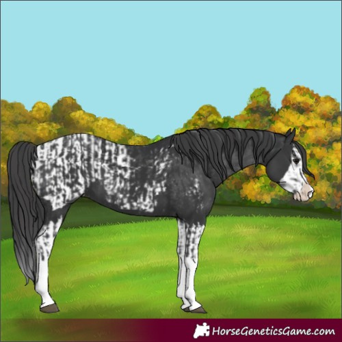 Horse Color:Black Splash  and Black Splash Blanket 