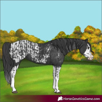 Horse Color:Black Splash  and Black Splash Blanket 