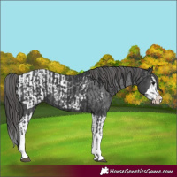 Horse Color:Black Splash and Black Splash Appaloosa