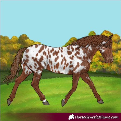 Horse Color:Chestnut Near Leopard 