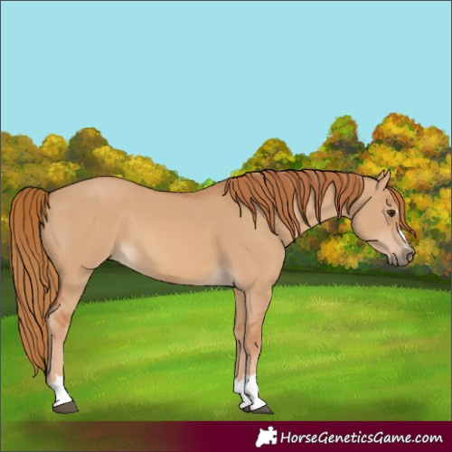 Horse Color:Red Dun 