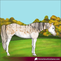 Horse Color:Buckskin Splash  and Perlino Splash 