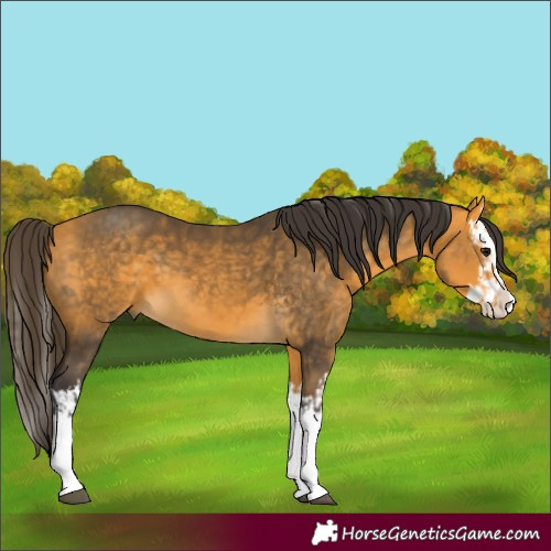 Horse Color:Buckskin Splash  and Buckskin Splash 