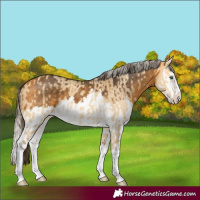 Horse Color:Amber Cream Champagne Dun Splash  and Silver Buckskin Splash 