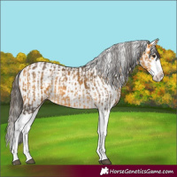 Horse Color:Buckskin Splash  and Buckskin Splash 