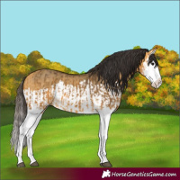 Horse Color:Buckskin Splash  and Buckskin Dun Splash 