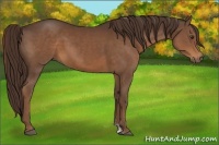 Horse Color:Liver Chestnut Sabino
