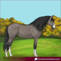 Horse Color:Grullo 