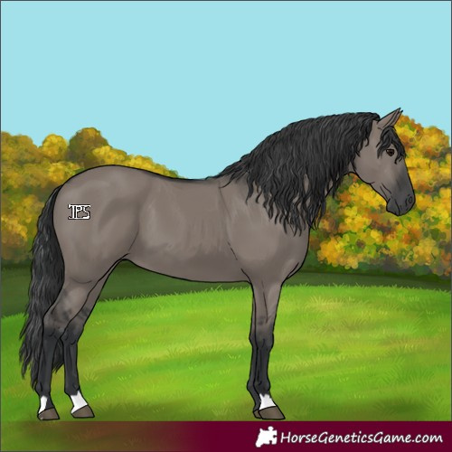 Horse Color:Grullo 
