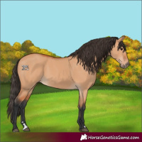 Horse Color:Bay Dun 