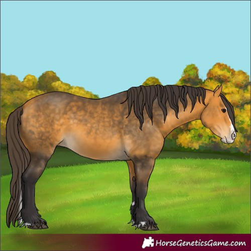 Horse Color:Buckskin Splash  and Buckskin Splash 