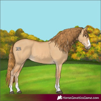 Horse Color:Red Dun 