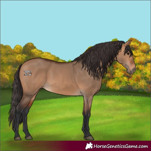 Horse Color:Bay Dun