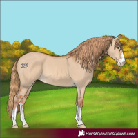 Horse Color:Red Dun 