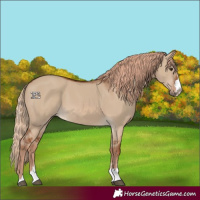 Horse Color:Red Dun 