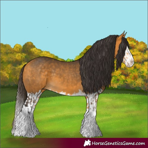 Horse Color:Buckskin Splash and Buckskin Splash