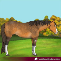 Horse Color:Buckskin Splash and Buckskin Splash