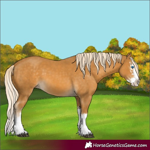 Horse Color:Palomino Splash  and Palomino Splash 