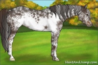 Horse Color:White Spotted Liver Chestnut Frame 