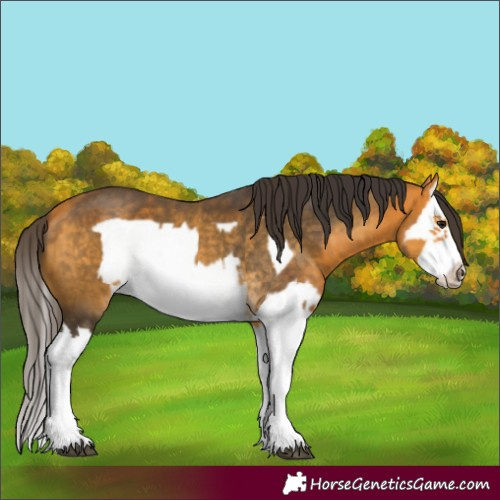 Horse Color:Buckskin Splash  and Buckskin Splash Frame 