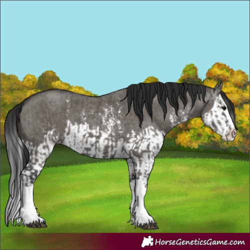 Horse Color:Grullo Sabino Splash  and Gray Grullo Sabino Splash 