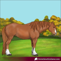 Horse Color:Chestnut 