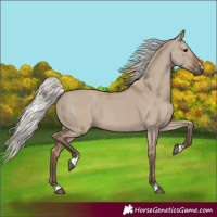 Horse Color:Silver Grullo