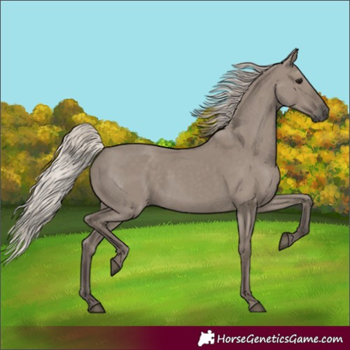 Horse Color:Silver Grullo 