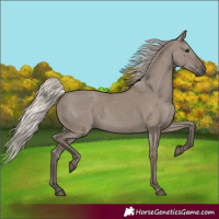 Horse Color:Silver Grullo