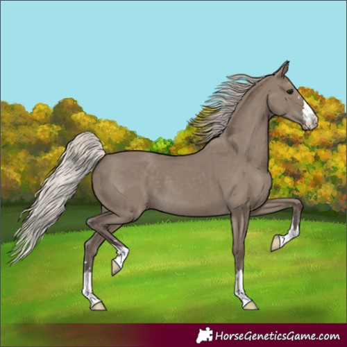 Horse Color:Silver Grullo 