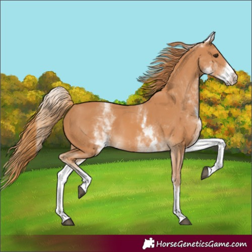 Horse Color:White Spotted Chestnut 