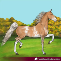 Horse Color:White Spotted Chestnut