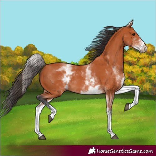 Horse Color:White Spotted Bay 