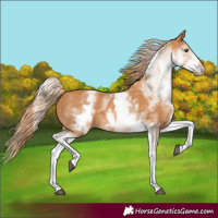 Horse Color:White Spotted Chestnut 