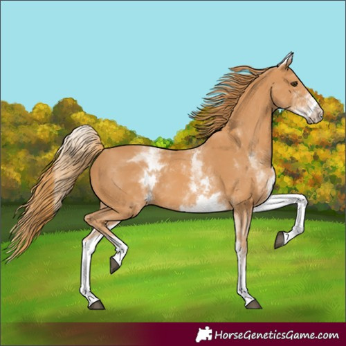 Horse Color:White Spotted Chestnut 